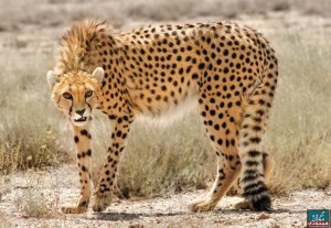 َAsiatic_Cheetah_Iran_Angry_Yuzpalang